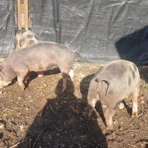  Vand purcei  ( grasuni )  - imagine 4