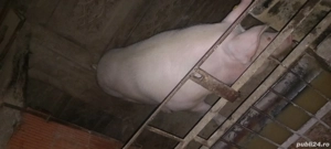 Porci de vanzare - imagine 5