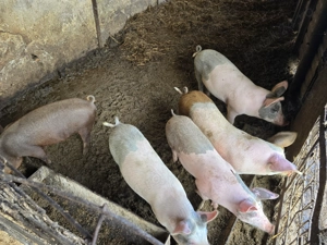 Vand porci mici si mari la toate greutatile - imagine 4