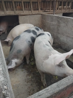 Vând 3 porci grași de casă - imagine 2