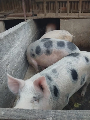 Vând 3 porci grași de casă - imagine 5