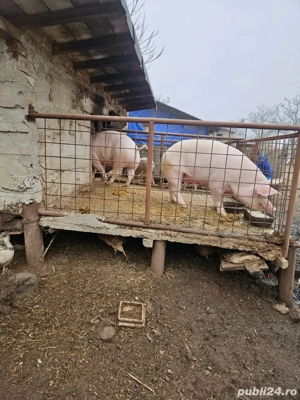 Vând porci   16 lei kg | Crescuți la sat, hrăniți natural - imagine 2
