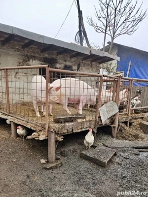 Vând porci   16 lei kg | Crescuți la sat, hrăniți natural - imagine 3