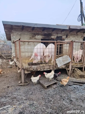 Vând porci   16 lei kg | Crescuți la sat, hrăniți natural