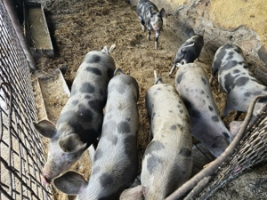 Vand porci mici si mari la toate greutatile - imagine 5