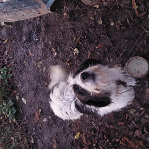 Vand câine bun pentru curte. - imagine 2