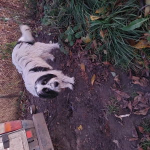 Vand câine bun pentru curte.