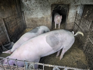 Vand porci mici si mari la toate greutatile - imagine 2