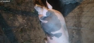 Porci pietrean de vânzare  negociabil 