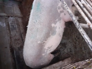 De vânzare porci mari 350kg  10leipe kg.in viu