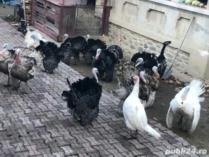 vând curci și curcani de casă 