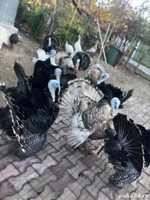 vând curci și curcani de casă  - imagine 4