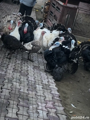 vând curci și curcani de casă  - imagine 3