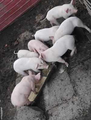 purcei 6 săptămâni 