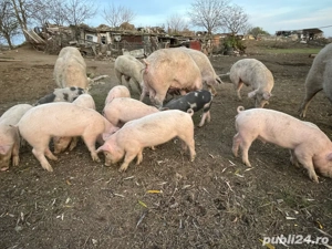 Vand purcei - imagine 3