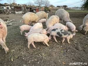 Vand purcei - imagine 4