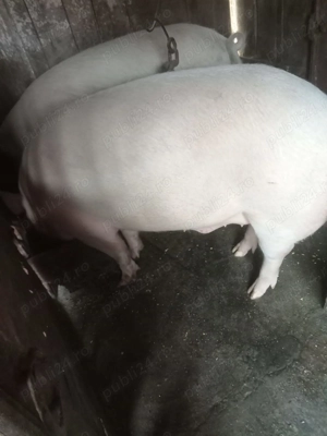 Vând doi porci crescuti bio