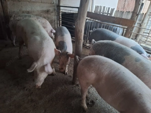 Porci de rasa  - imagine 2