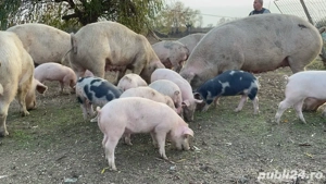 Vand purcei - imagine 2