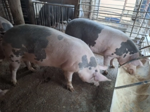 Porci de rasa  - imagine 3