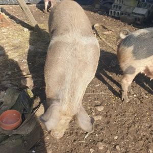 Vand porc mare de taiat  - imagine 3