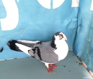 jucatori de galati diverse culori. 