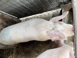 Vand porc aproximativ 150 kg - imagine 2