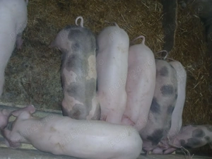 Vand purcei 25 kg - imagine 2