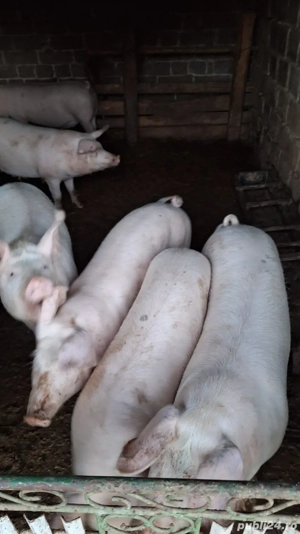 Vand porci pentru Crăciun crescuți natural