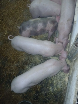 Vand purcei 25 kg - imagine 3