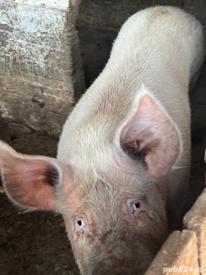 Porci de vanzare