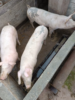 Porci de carne Landrace de vânzare  - imagine 4