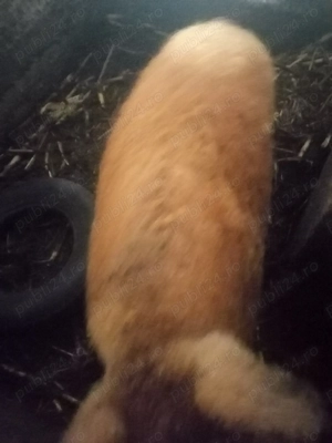 Porc mangalita  pe culoare rosie - imagine 3