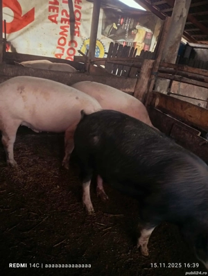 Vand porci - imagine 2
