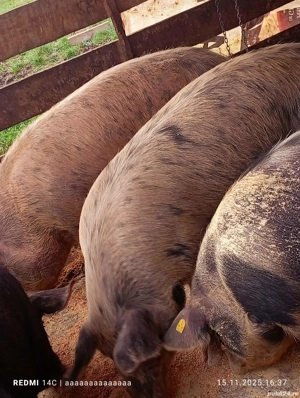 Vand porci - imagine 4