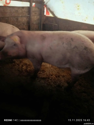 Vand porci - imagine 5