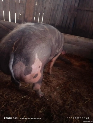 Vand porci - imagine 3