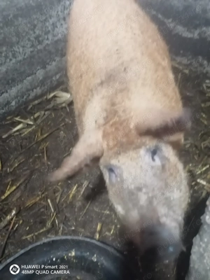 Porc mangalita  pe culoare rosie - imagine 5