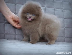Asigur transport !!! Pui Pomeranian culoare Lavanda mascul deosebit !!!