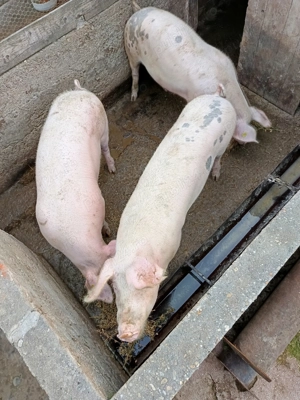 Porci de carne Landrace de vânzare  - imagine 2