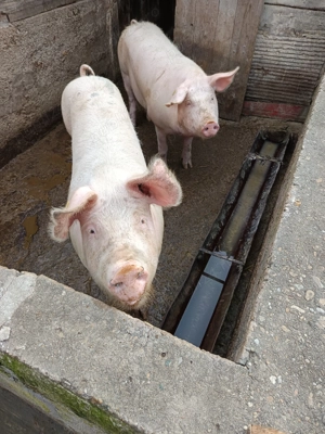 Porci de carne Landrace de vânzare  - imagine 5