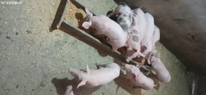 Purcei Pietrean de vânzare 