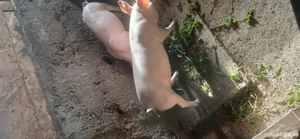Purcei Pietrean cu duroc de vânzare 