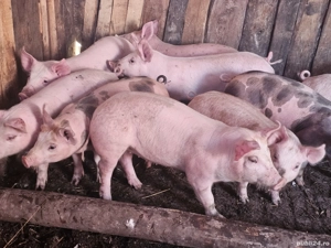 vând 10soldani rasa de calitate de carne 40-45 kg mascul castrați 