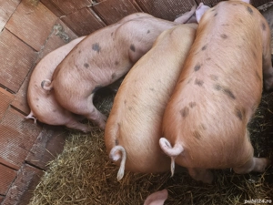 vând 5 soldani rasa de calitate Duroc oritinal 40-45 kg mascul castrați  - imagine 3