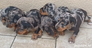 Catelusi teckel arlequin 