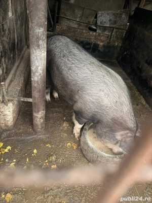 Porci de vânzare 