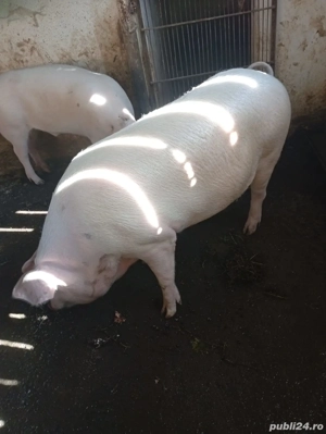 Vând porci 100-170kg