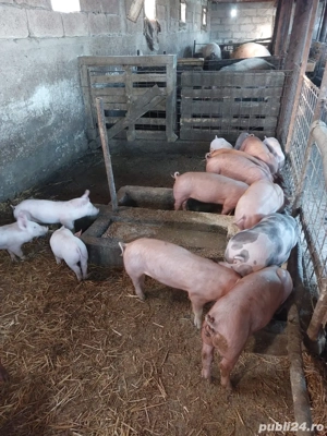 vand porci greutate 20-400kg - imagine 2