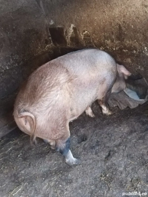 Vând porc 230 kg - imagine 4